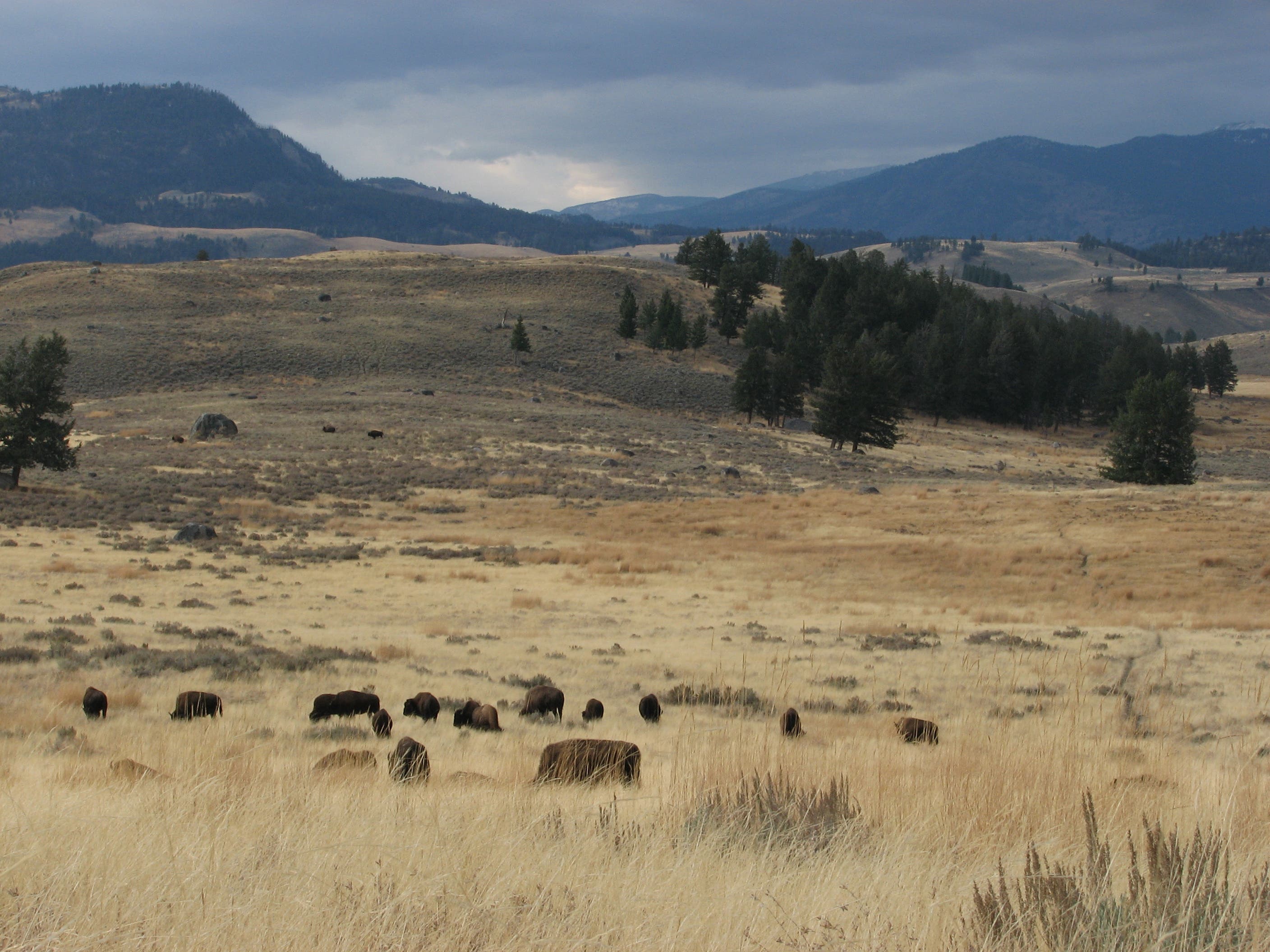 Grazing Buffalo None