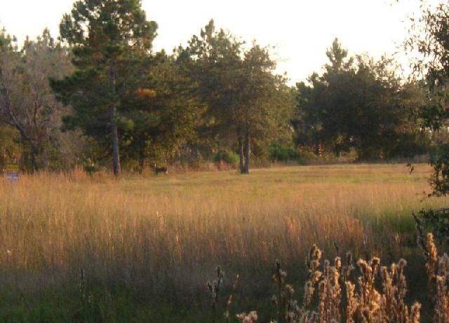 Grazing Deer None