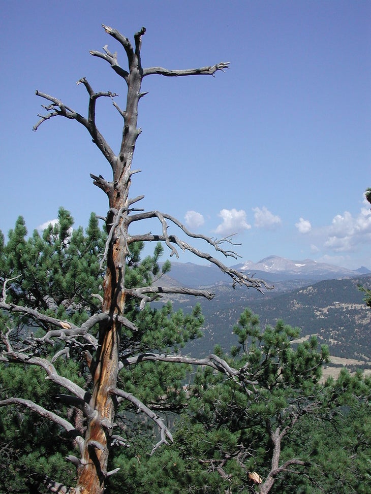 green mountain None