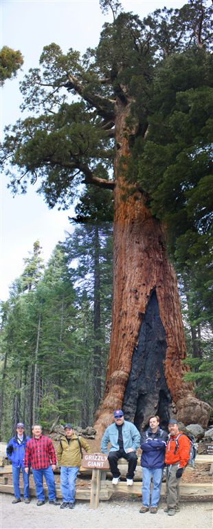 Grizzly Giant None