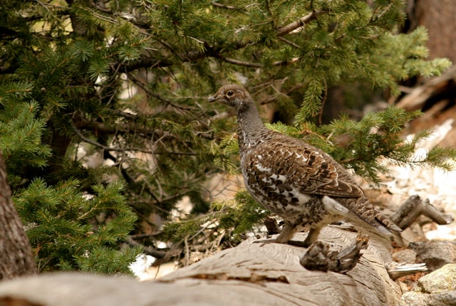 Grouse None