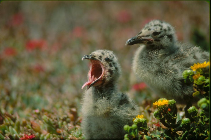 Gull Chicks None