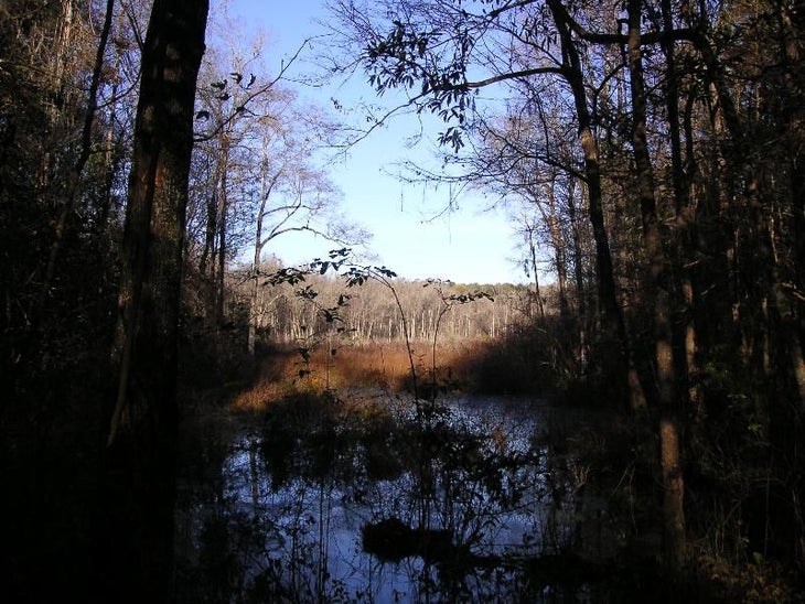 Tallahassee Lake Overstreet Loop