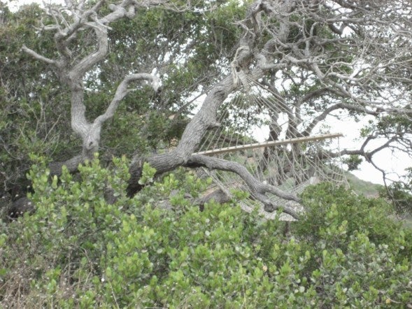Hammock None