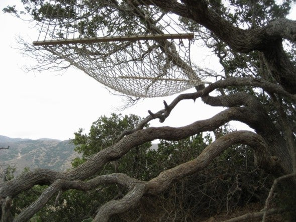 Hammock None