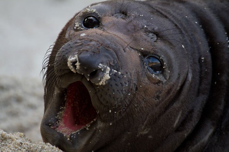 Harbor Seal None