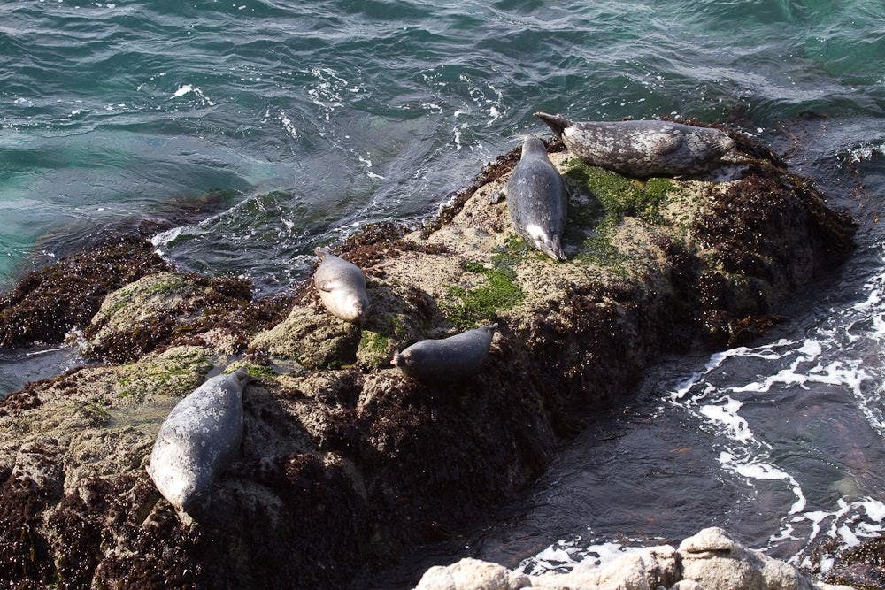 Harbor Seals None