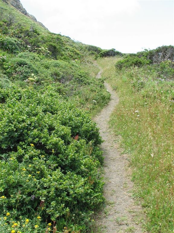 Hardpack Trail None