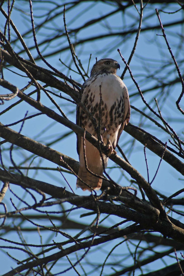 Hawk None