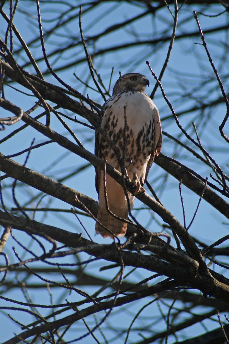 Chicago, IL: Morton Arboretum Heritage Trail