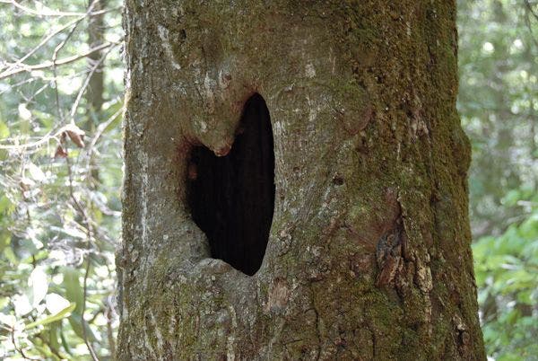 Heart-shaped Hole None