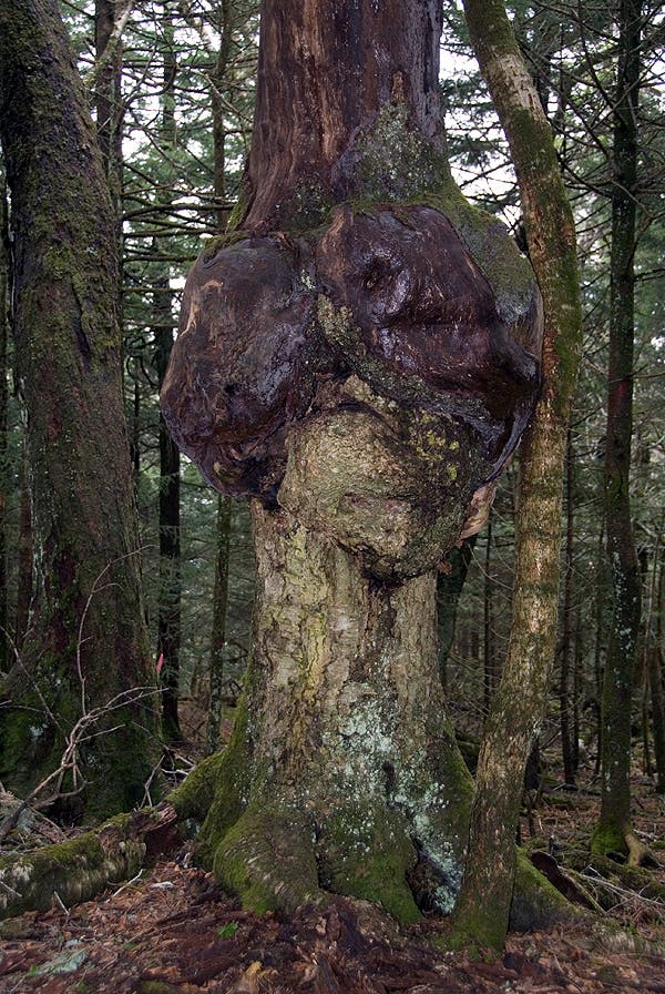 Heart-Shaped Tree None