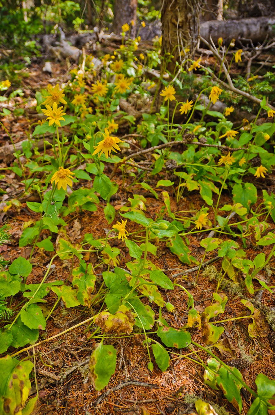 Heartleaf Arnica None