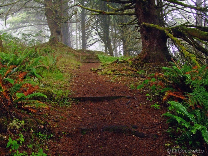 Heceta Head None