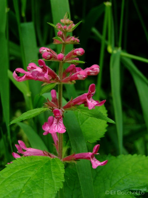 Hedge Nettle None