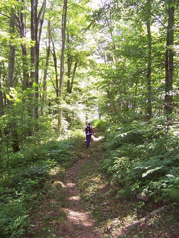Hemphill Bald Trail None