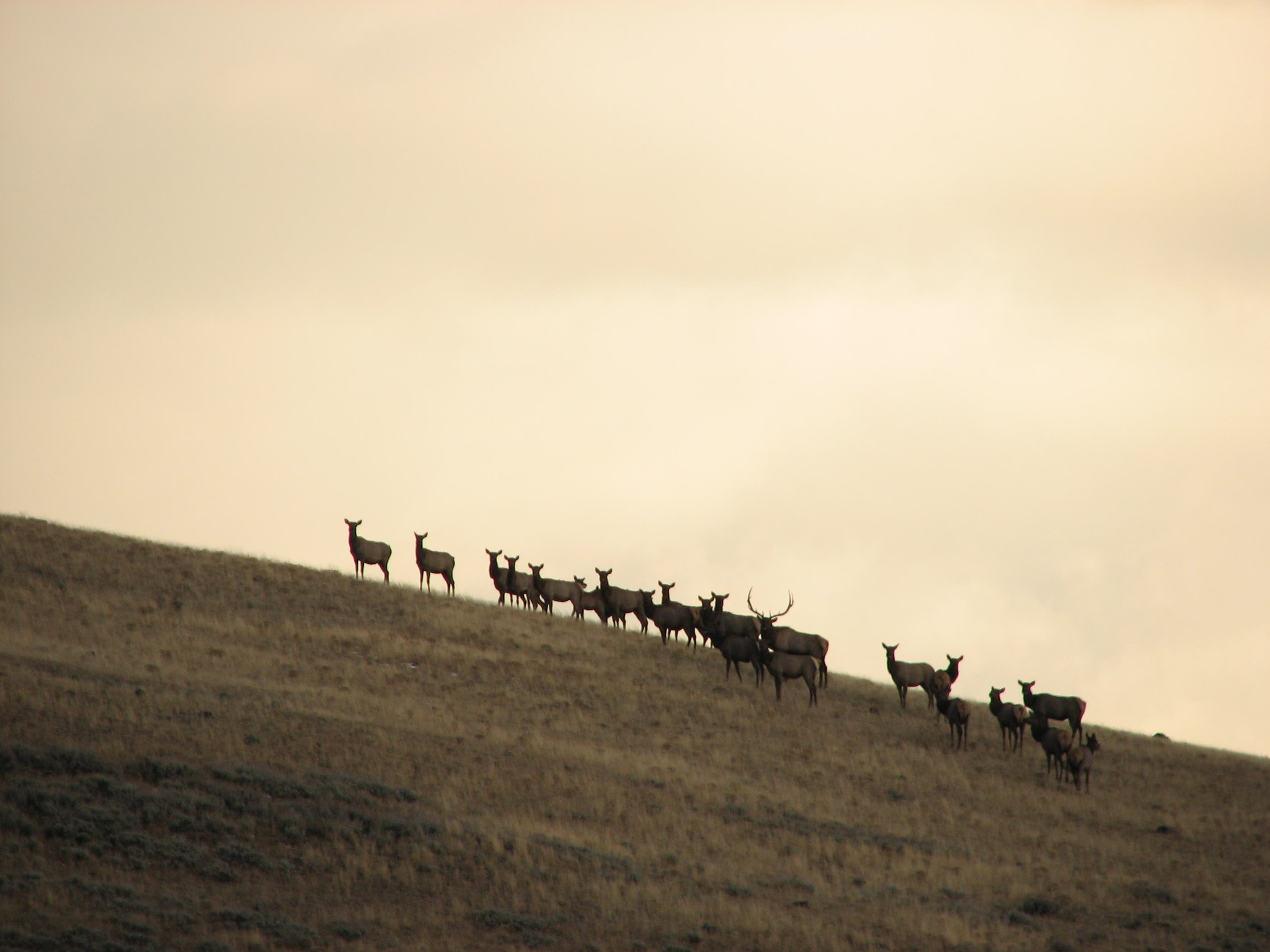Herd of Elk None