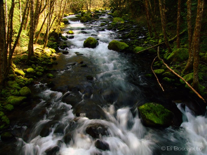 Herman Creek None