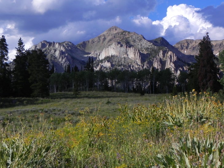 High Meadow None