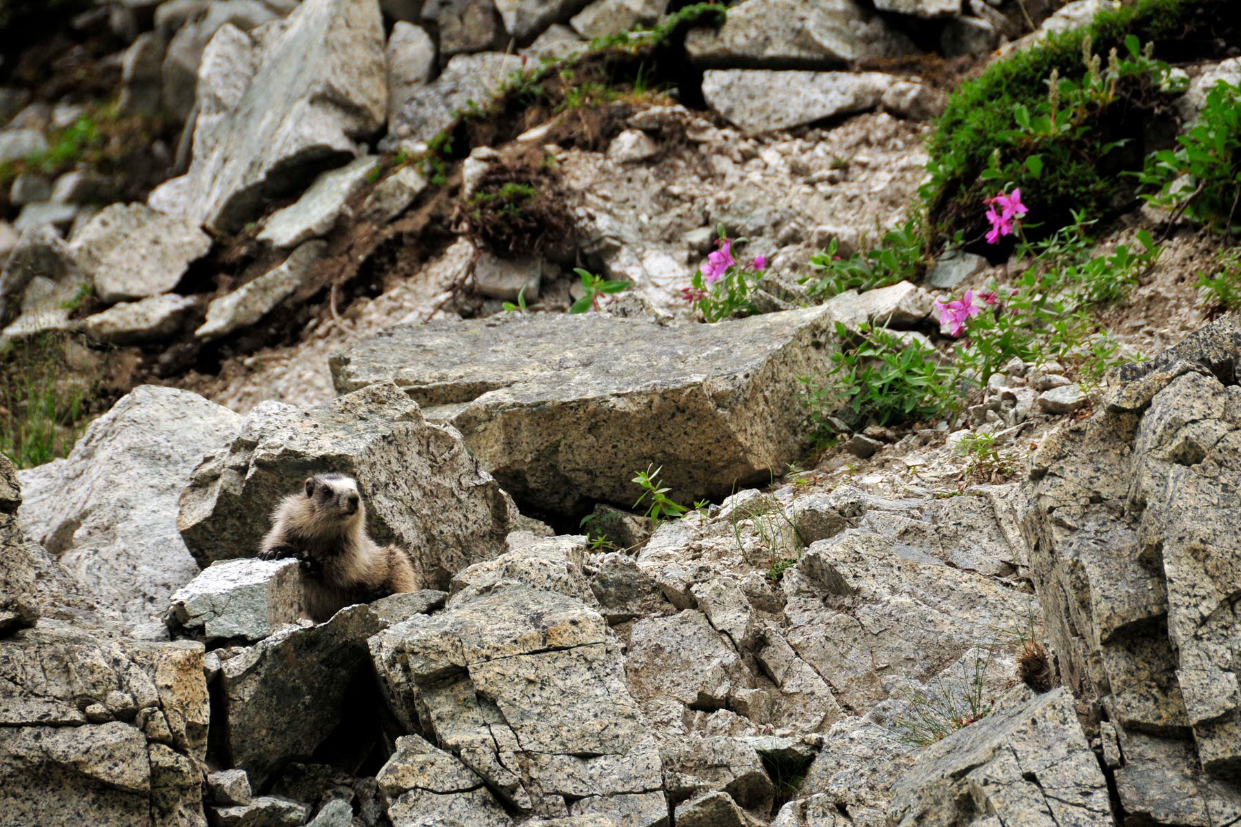 Hoary Marmot None