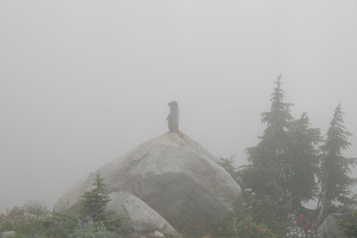 Hoary Marmot None
