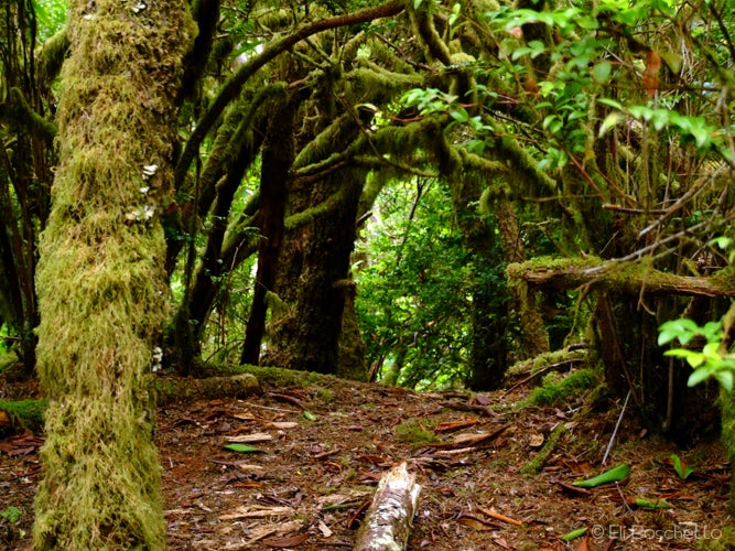 Hobbit Trail None