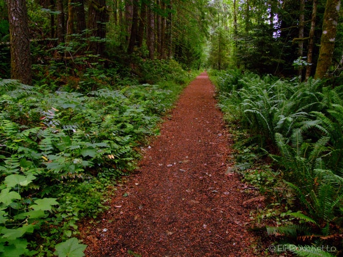 Hollie's Trail None