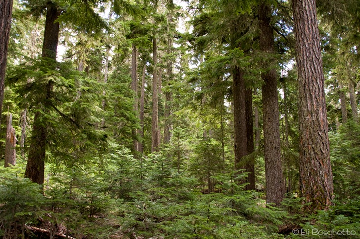 Hood Forest None