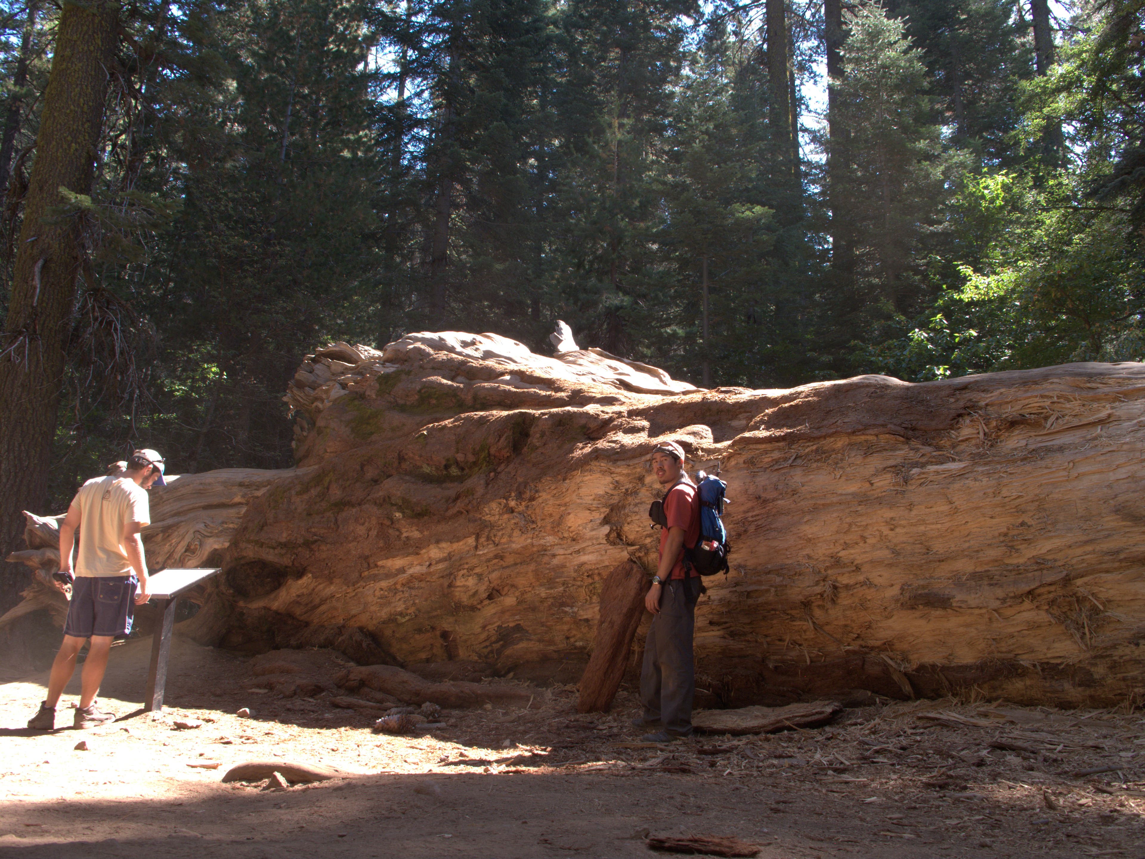 Horizontal Sequoia None