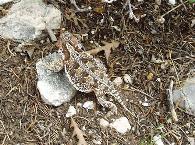 Horny Toad None