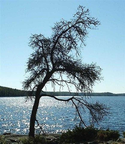 Horse Lake Campsire None