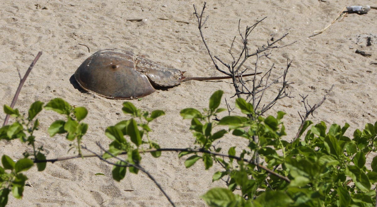 Horseshoe crab None