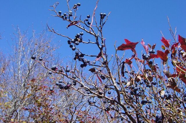 Huckleberries. None