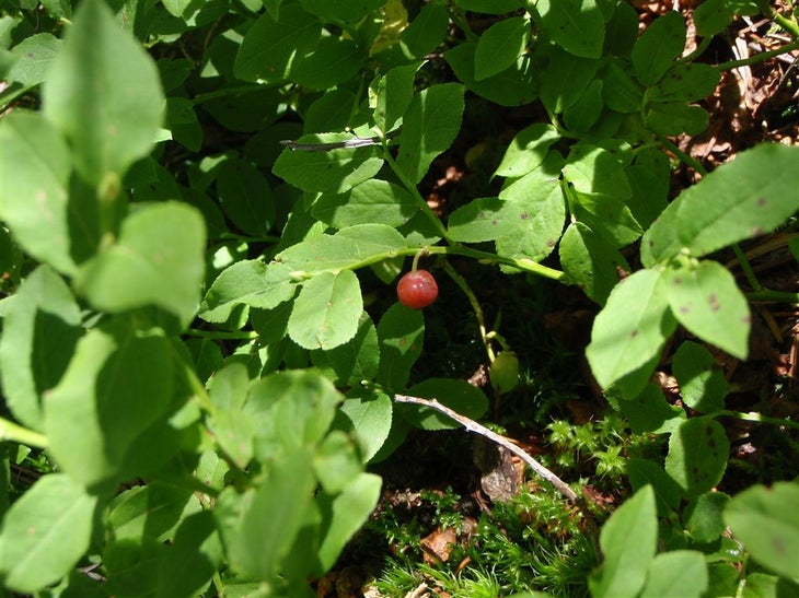 Huckleberry None