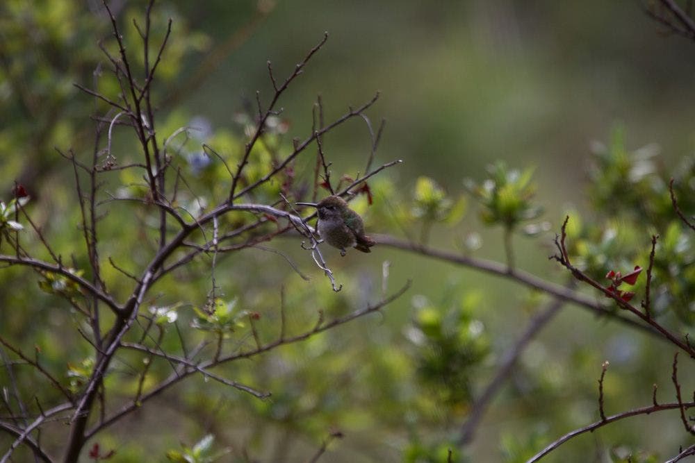Humming Bird None
