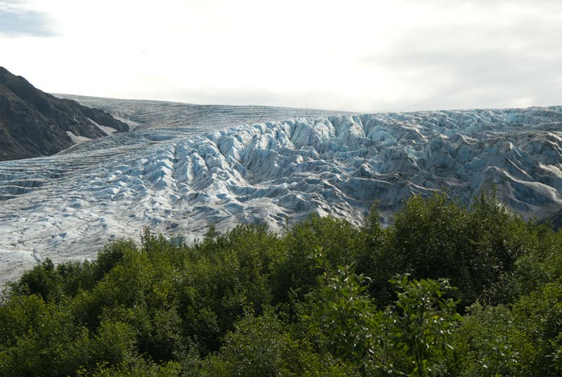Ice meets trees None