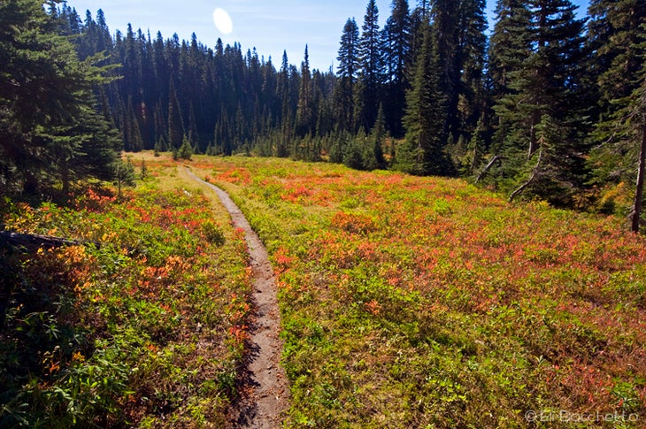 Indian Meadow None