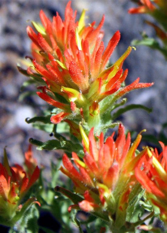 Indian Paintbrush None