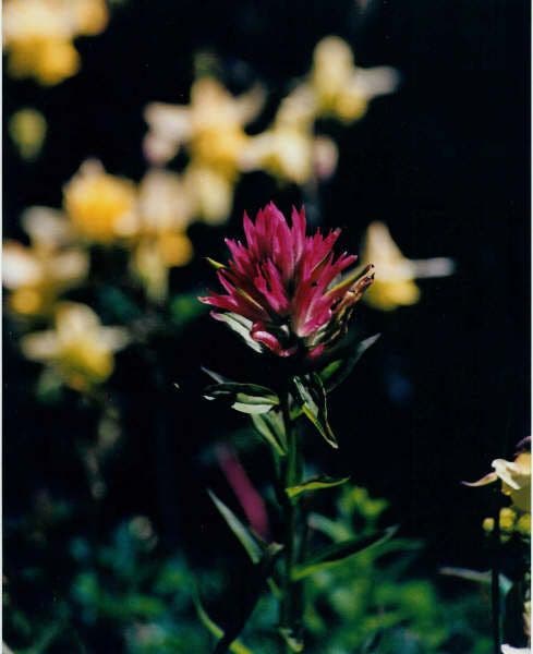 Indian Paintbrush None