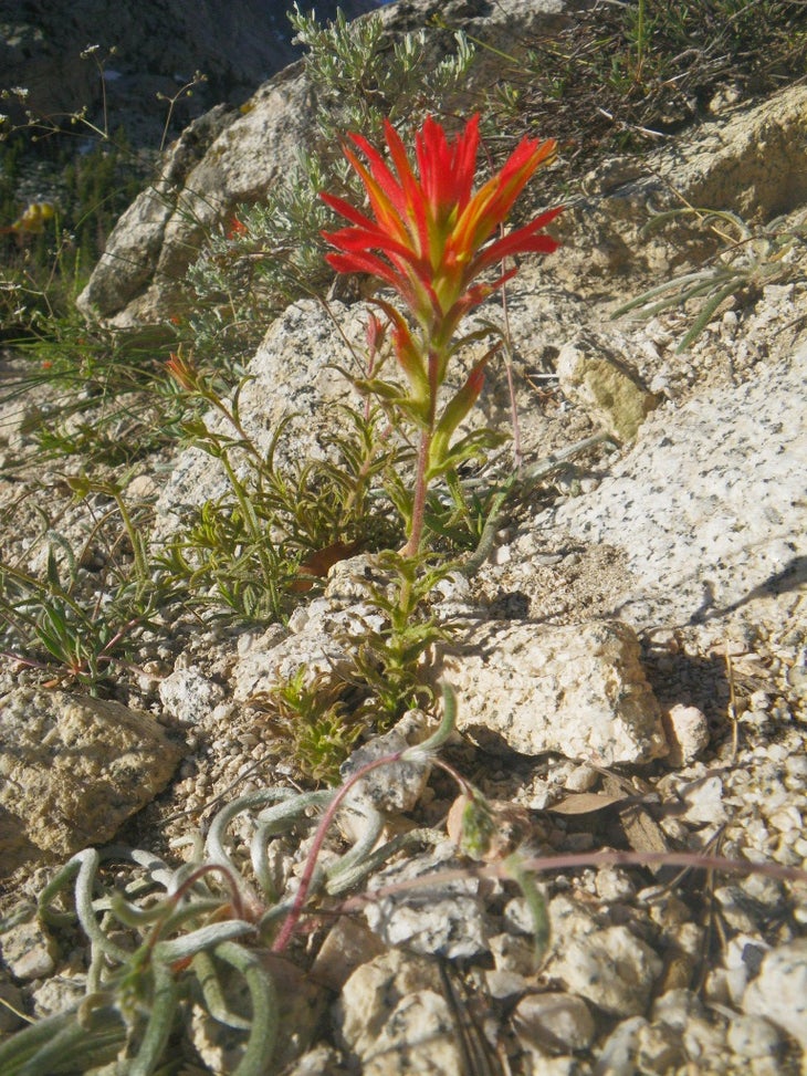 Indian Paintbrush None
