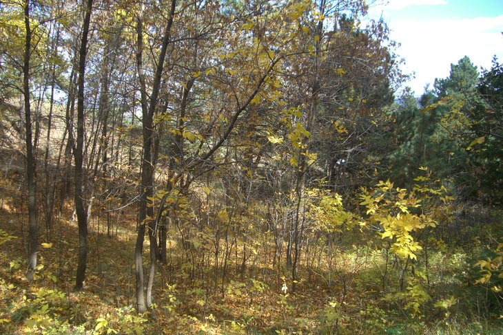 Into the Woods None