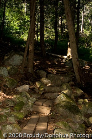 Into the woods None