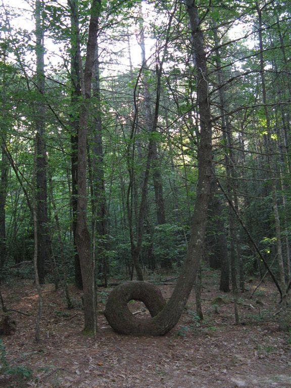 Intriguing Tree None