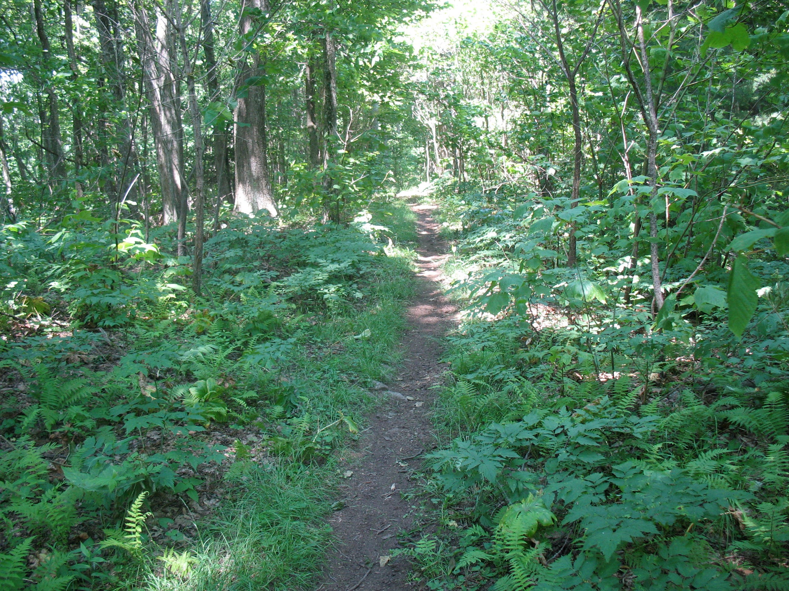 Iron Mountain Trail None