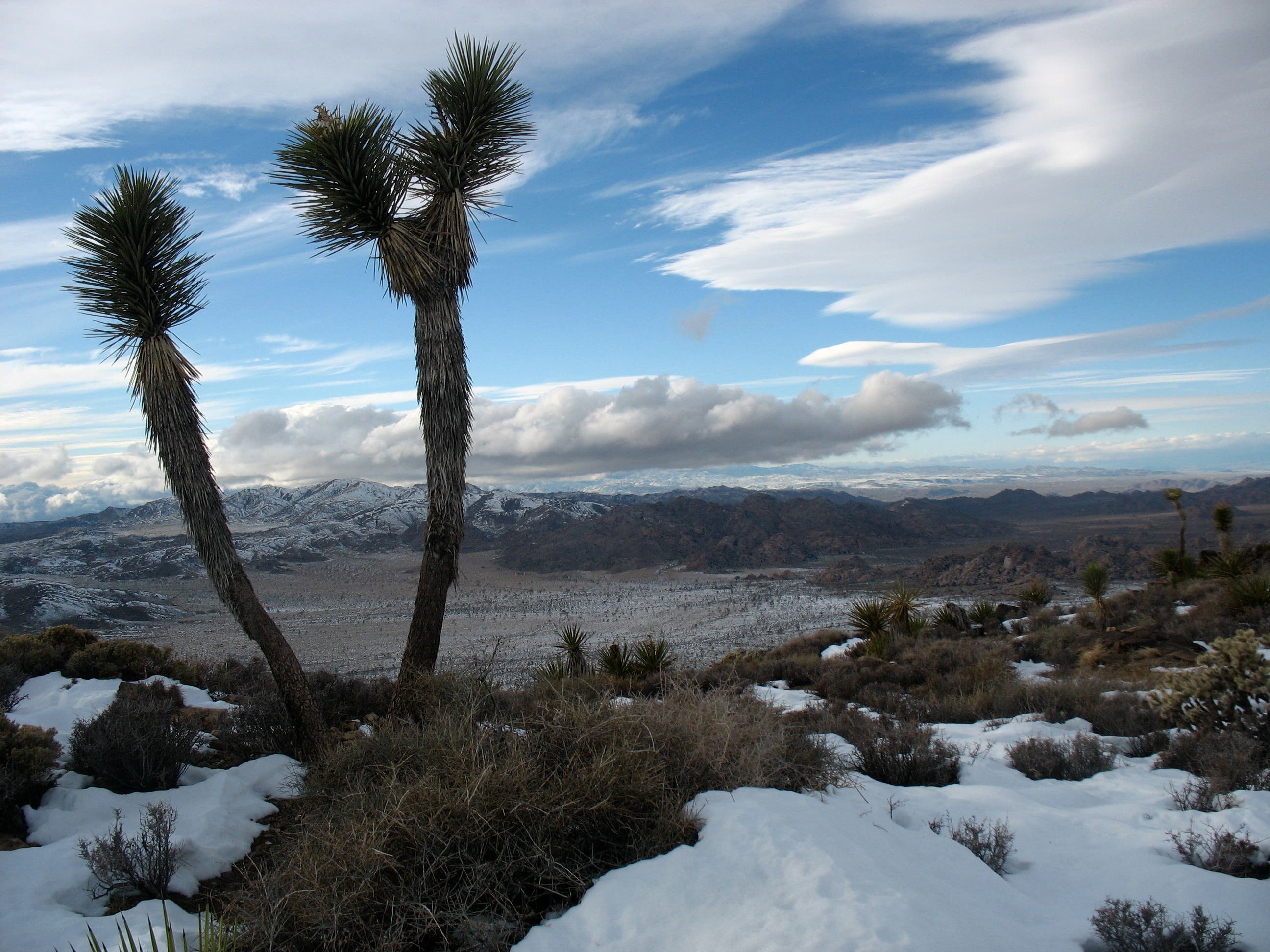 Joshua Tree atop Ryan Mtn None