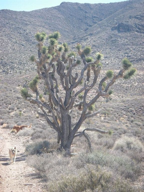 Joshua tree None