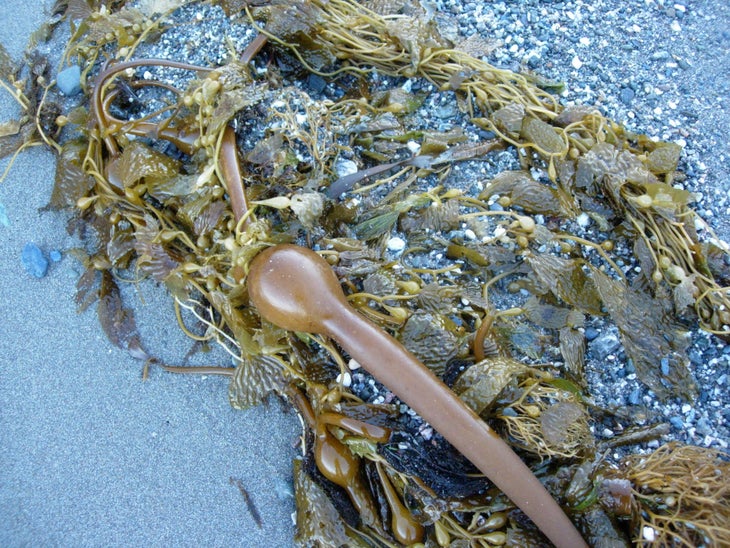 Kelp None