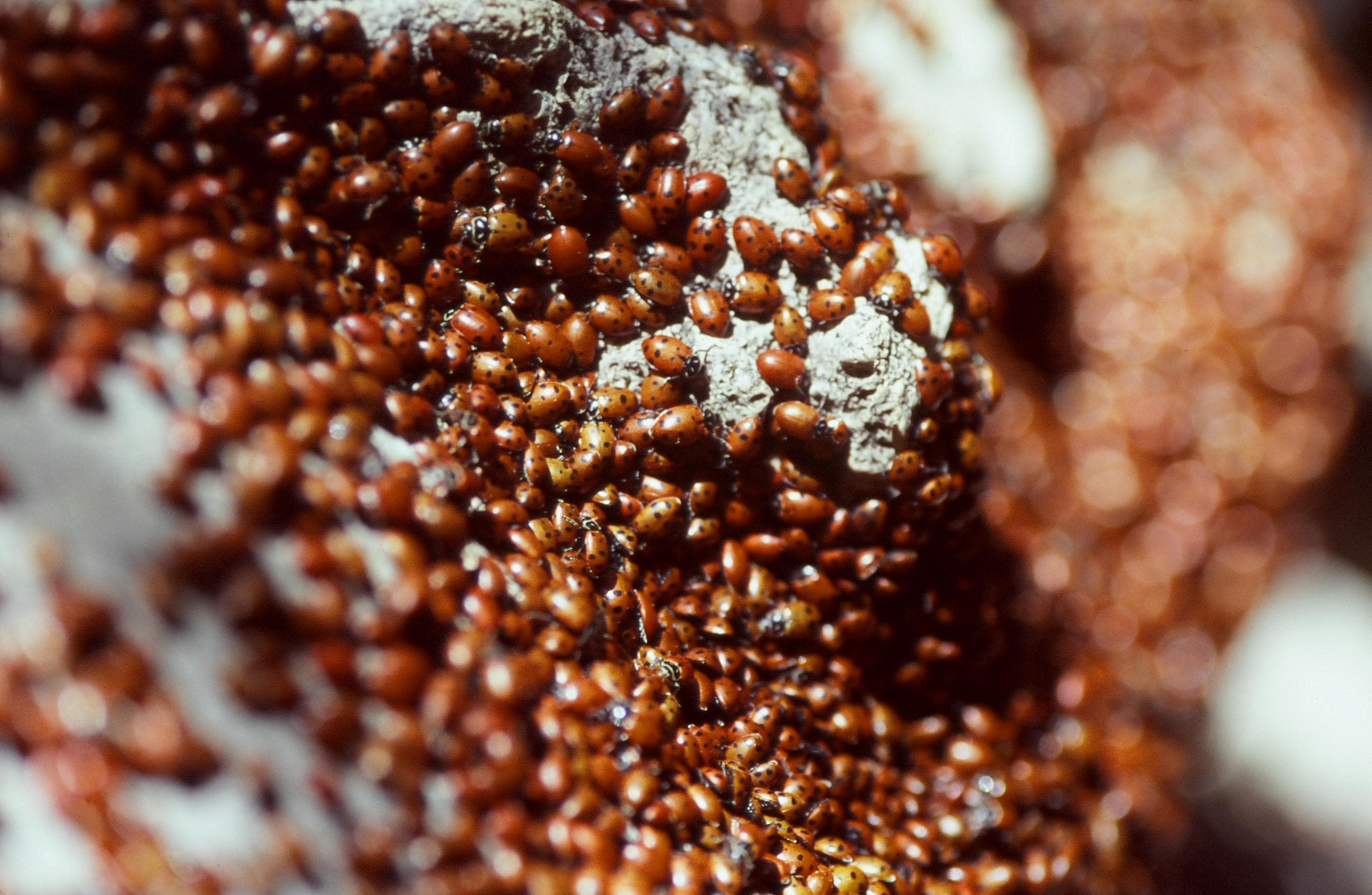 Ladybug Cluster None