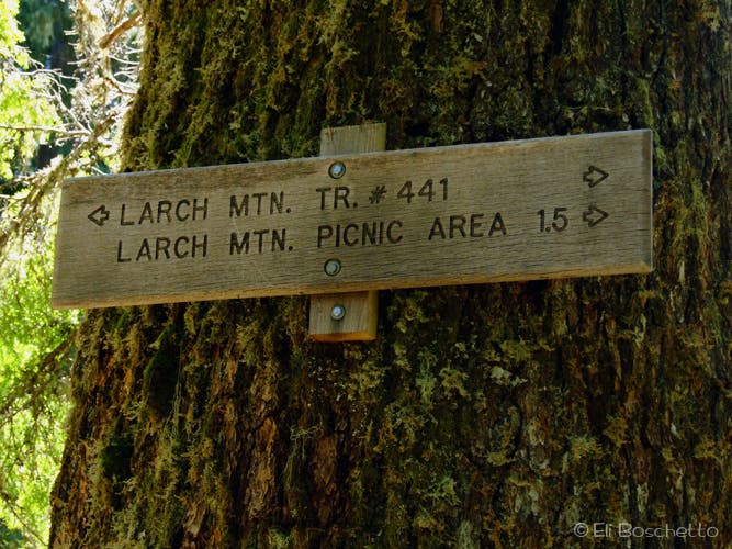 Larch Mountain Trail None