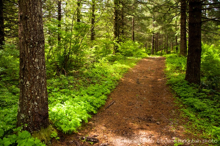 Larch Mtn. Trail None